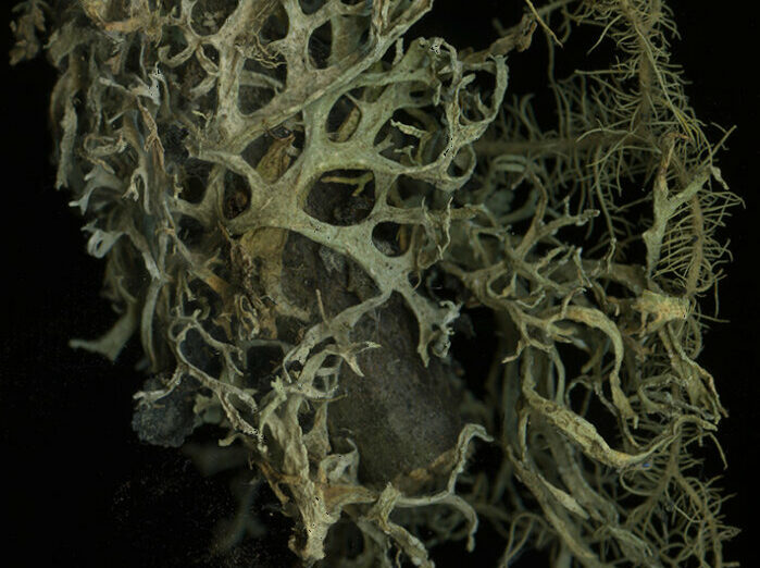 lichen_carte